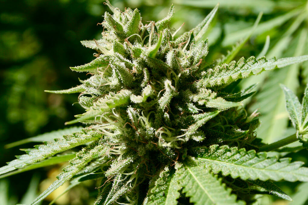 Buy THC Weed Europe – Top Cannabis Oils, Edibles &amp; Fast Delivery