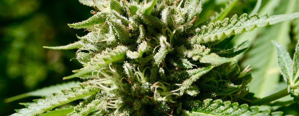 Buy THC Weed Europe – Top Cannabis Oils, Edibles & Fast Delivery